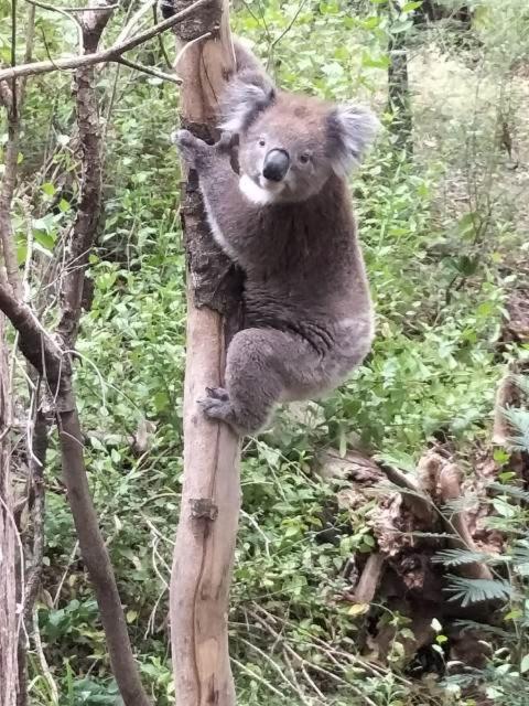 Mallacoota'S Shady Gully Caravan Park Экстерьер фото