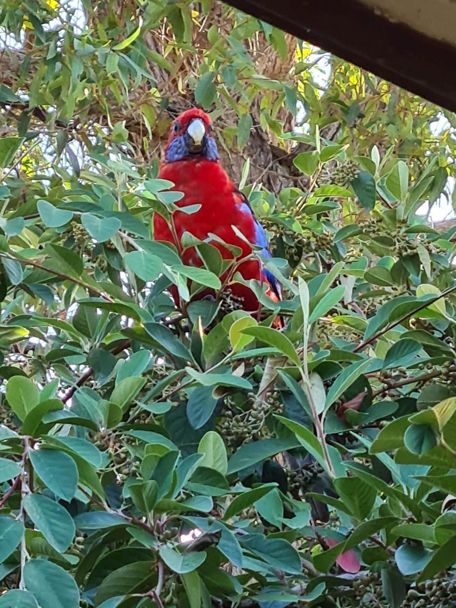 Mallacoota'S Shady Gully Caravan Park Экстерьер фото