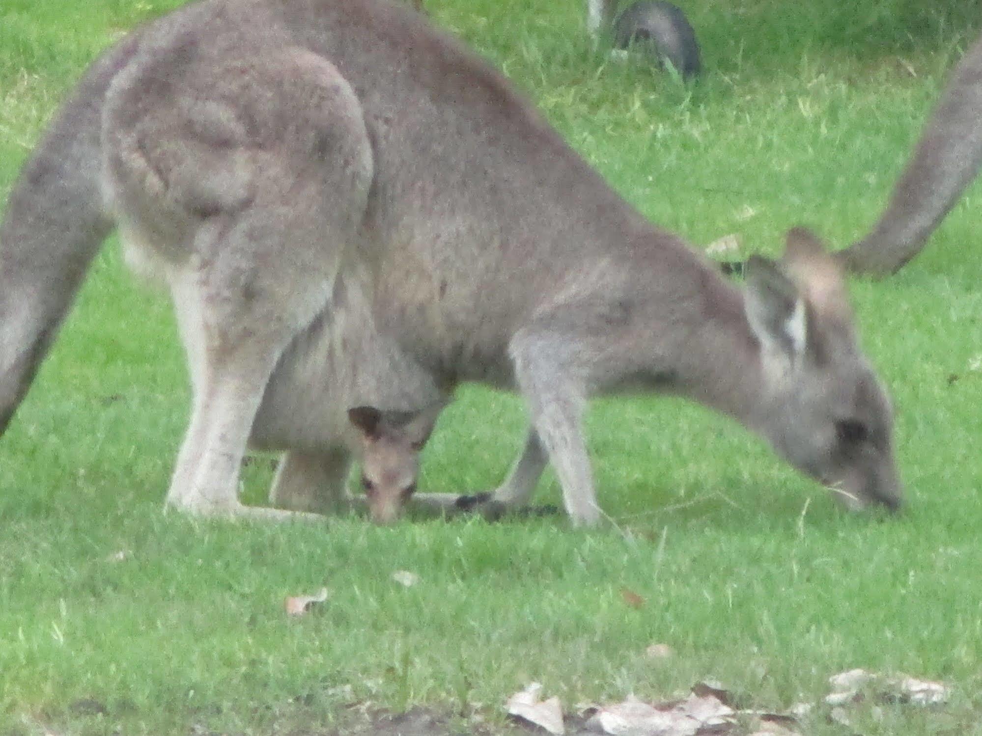 Mallacoota'S Shady Gully Caravan Park Экстерьер фото